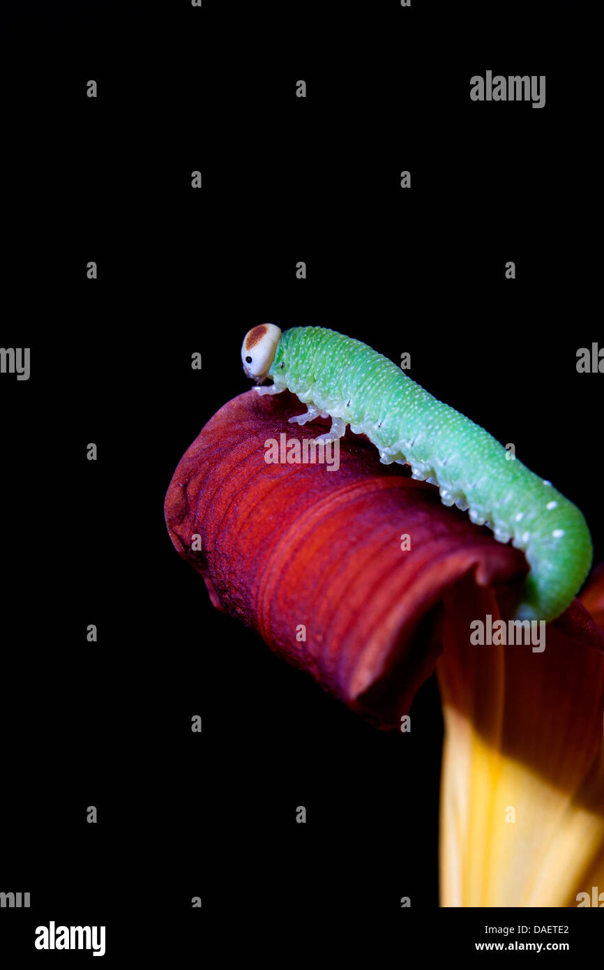 Caterpillar on flower petal Stock Photo Alamy