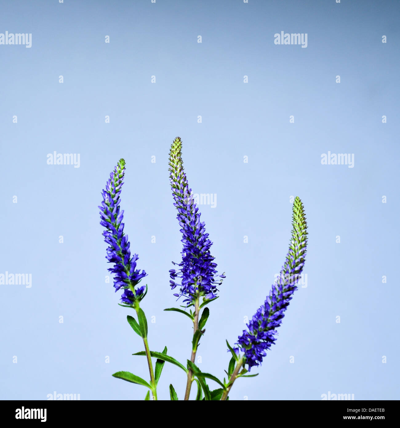 Three Spiked Speedwell at a bright blue background Stock Photo