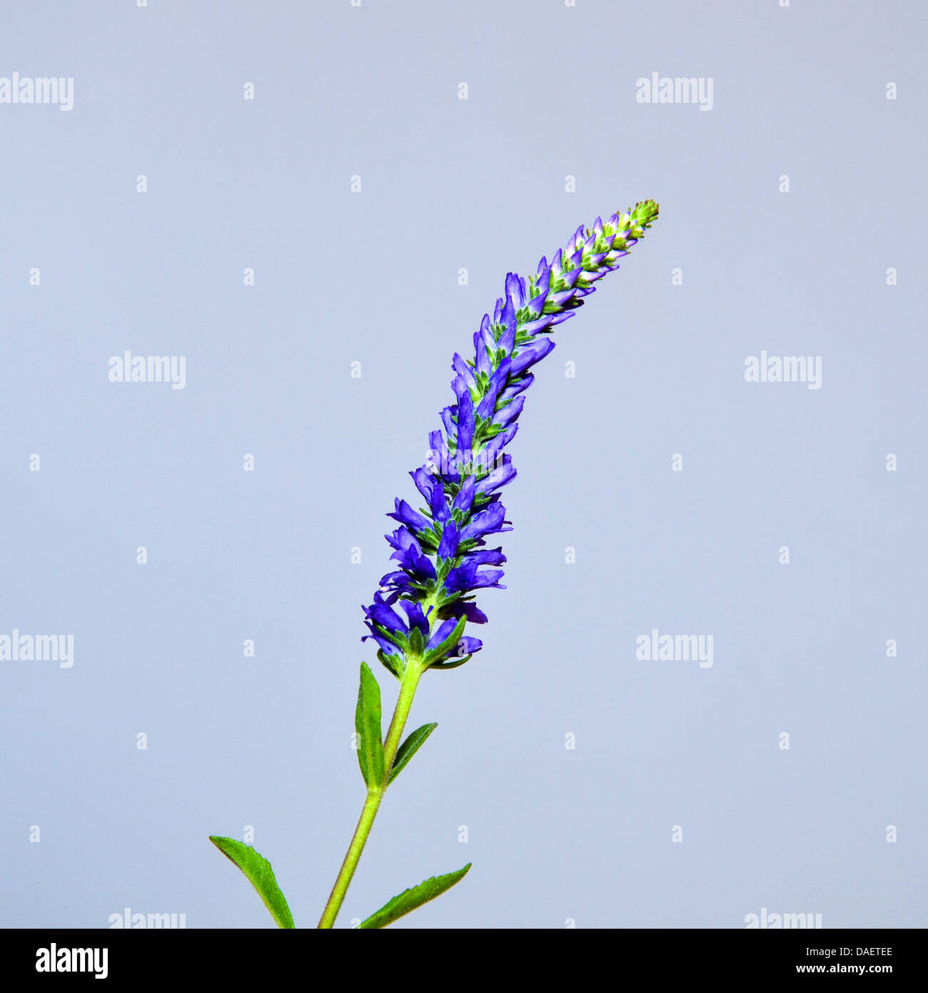 Single Spiked Speedwell at a grey background Stock Photo