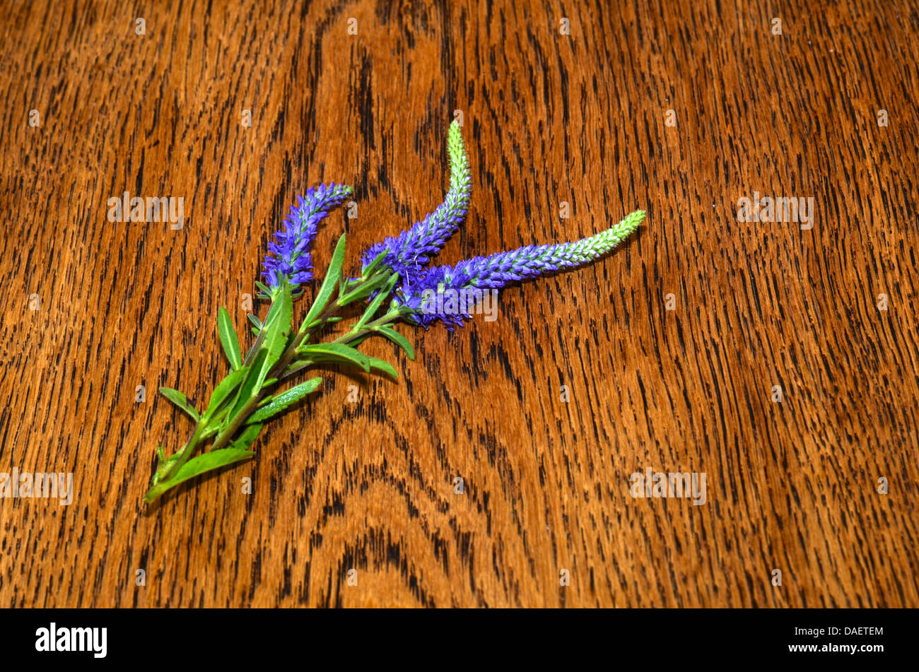 Spiked Speedwell on a wooden table of old oak Stock Photo