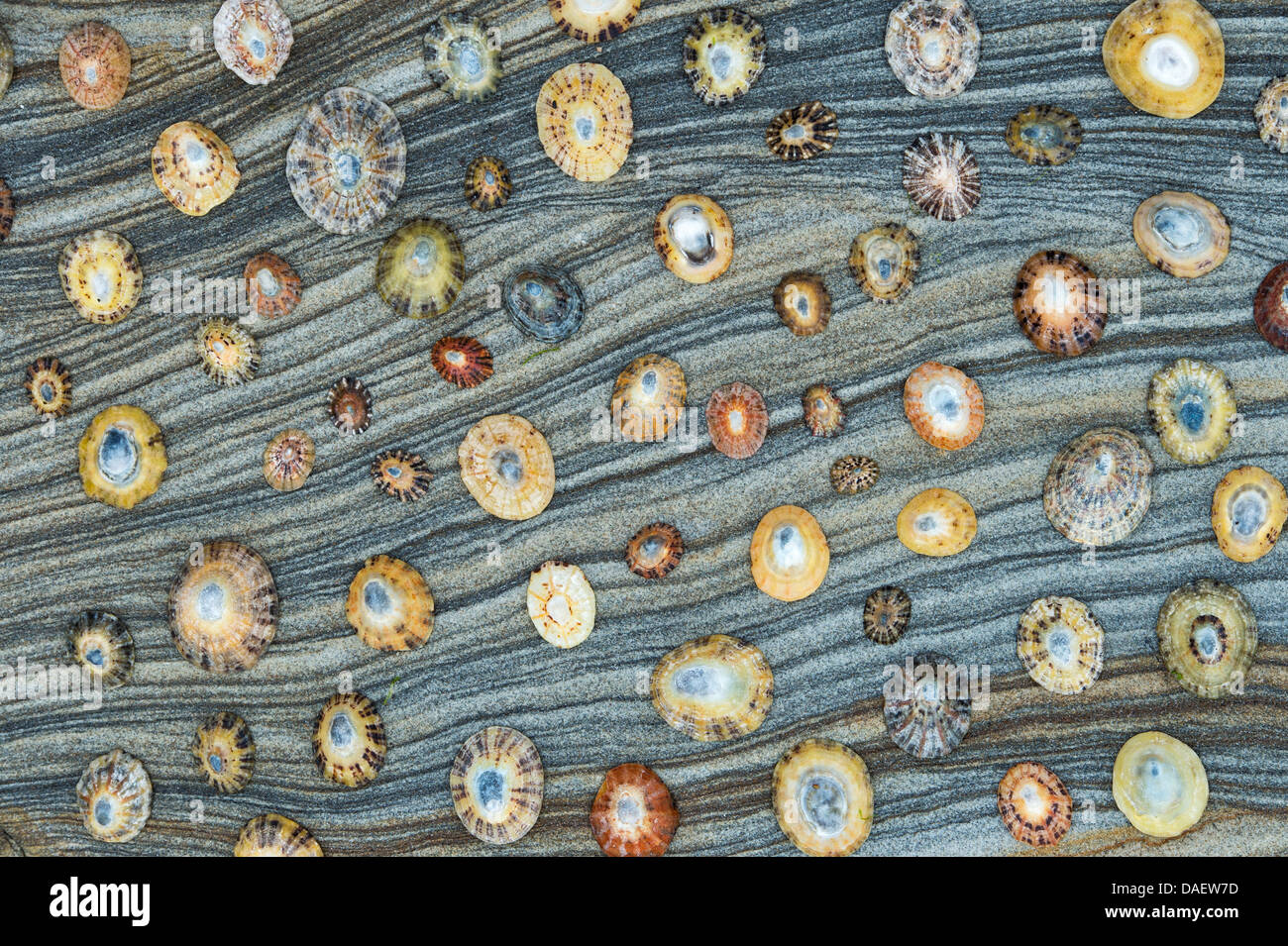 Limpet shells on weathered sandstone pattern Stock Photo