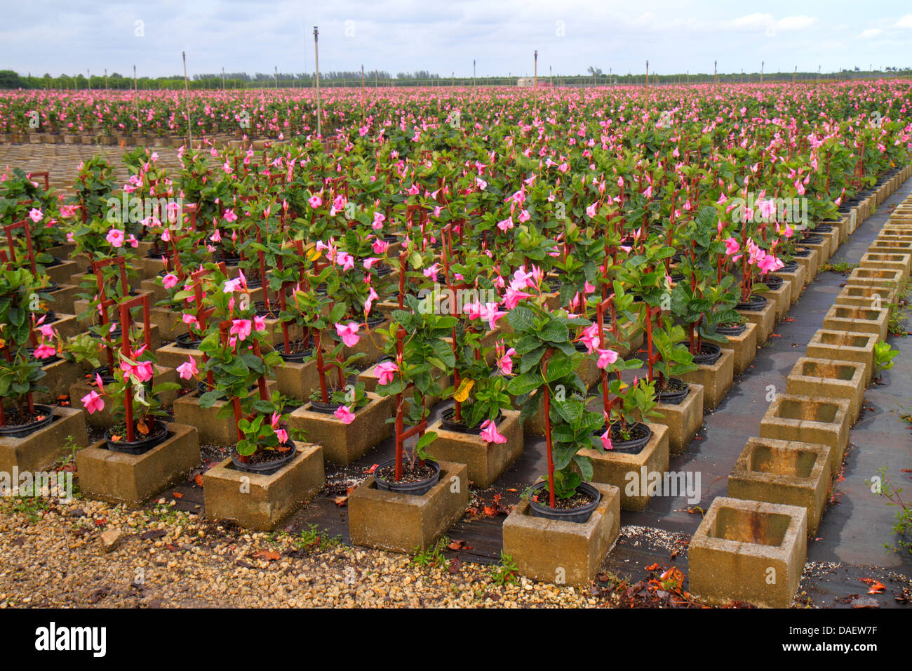 Miami Florida,Homestead,Redland,nursery,plants,FL130518164 Stock Photo