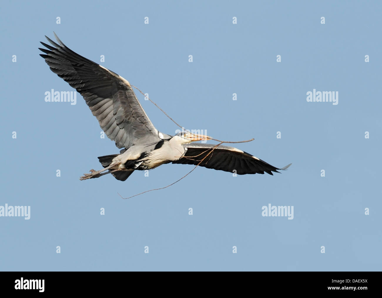 grey heron (Ardea cinerea) adult flying with nesting material in beak, against a blue sky, England, United Kingdom, Europe Stock Photo