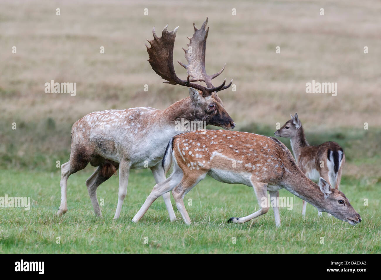 Fallow Bucks Rut Fallow Deer buck making advances towards a female during the annual rut ...