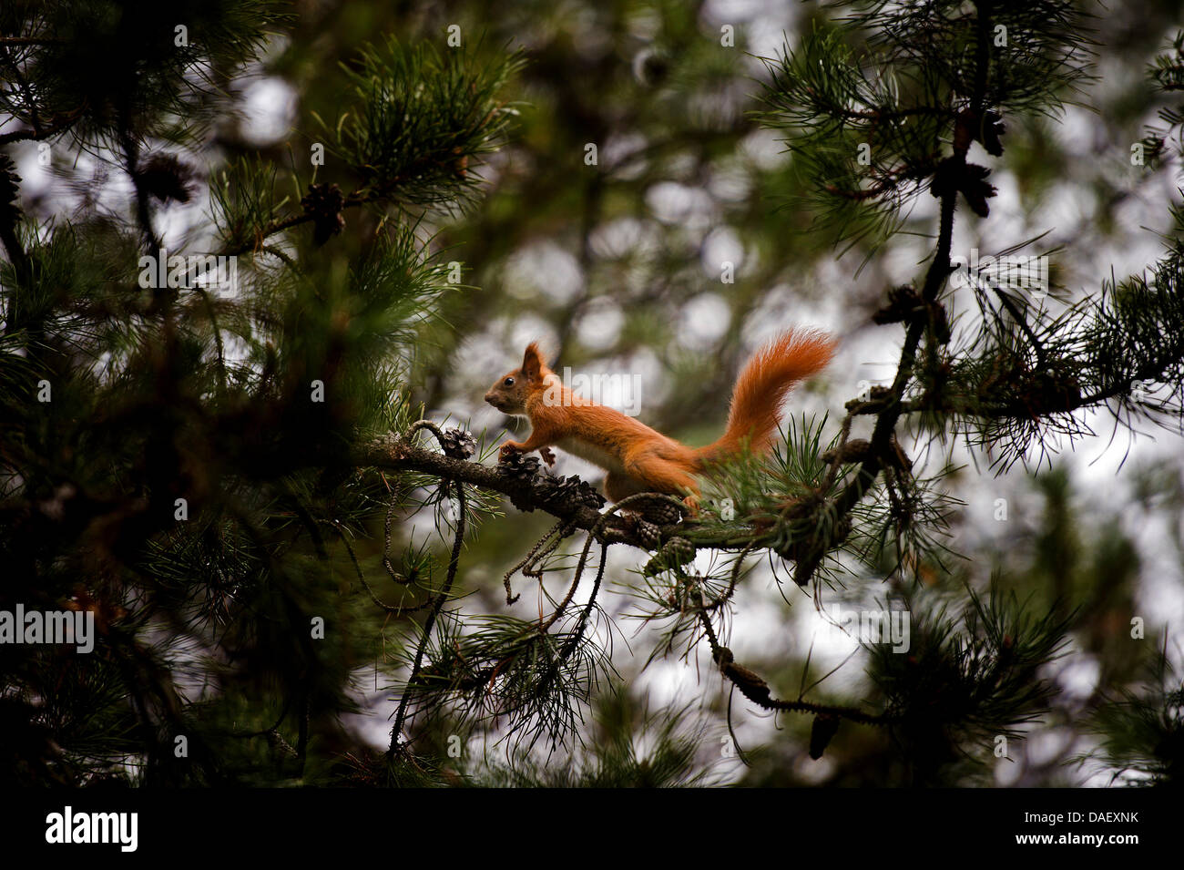 A squirrel climbs on the branch of a pine tree Dresden, Germany, 19 November 2011. With winter approaching, squirrels are collection food for winter. Phtoo: ARNO BURGI Stock Photo