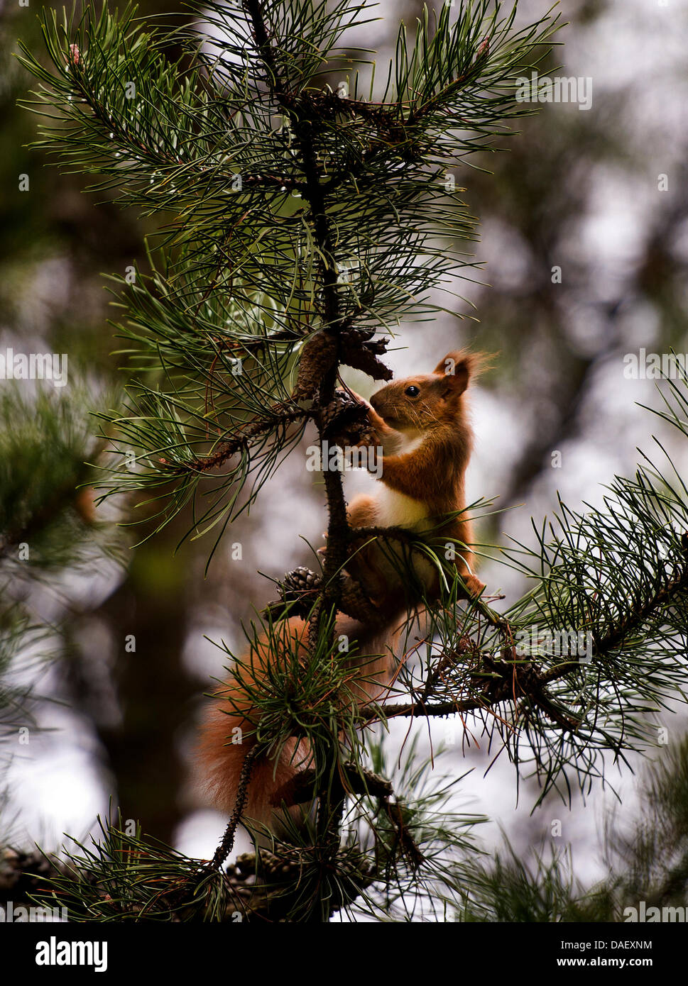 A squirrel sits on the branch of a pine tree and munches a pine cone in Dresden, Germany, 19 November 2011. With winter approaching, squirrels are collection food for winter. Phtoo: ARNO BURGI Stock Photo