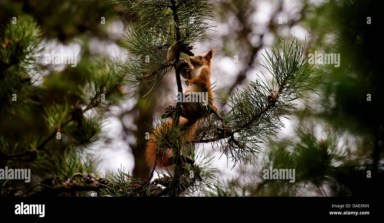 A squirrel sits on the branch of a pine tree and munches a pine cone in Dresden, Germany, 19 November 2011. With winter approaching, squirrels are collection food for winter. Phtoo: ARNO BURGI Stock Photo