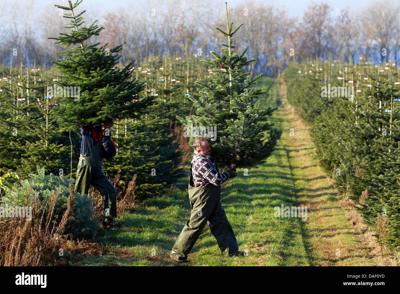 Polish harvest hands carry a Nordmann fir through the fir plantation of