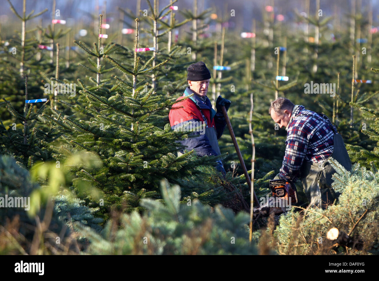 Polish harvest hands work on the fir plantation of the strawberry farm