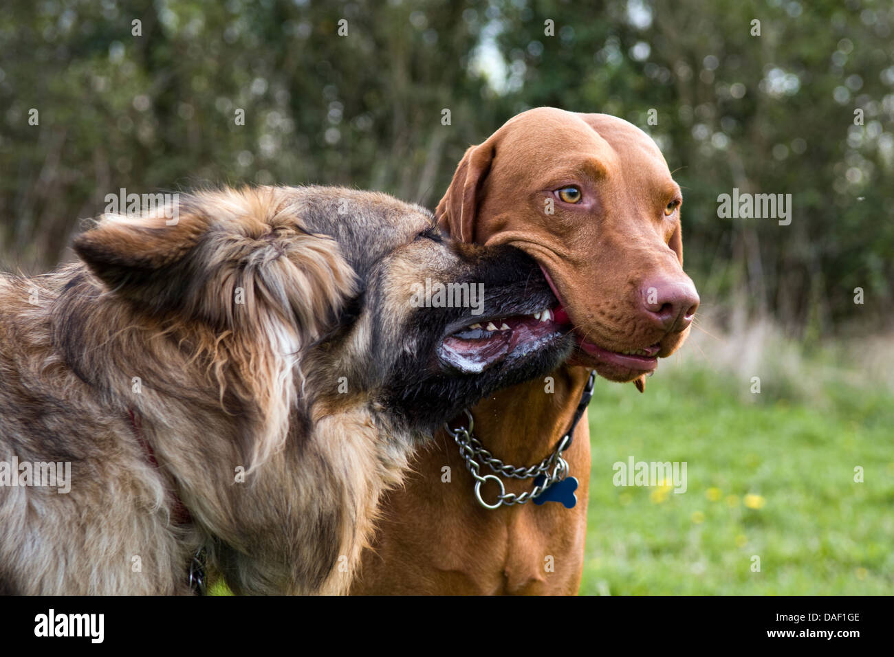 Amusing dog picture with nose stuck in another dogs mouth trying to take toy away. German Shepherd dog and a Hungarian Vizsla. Stock Photo