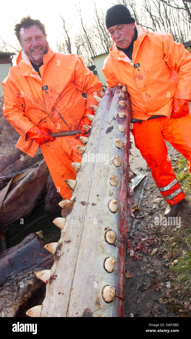 The preparators Uwe Beese and Karsten Scheibner (R) of the German Marine Museum prepare the