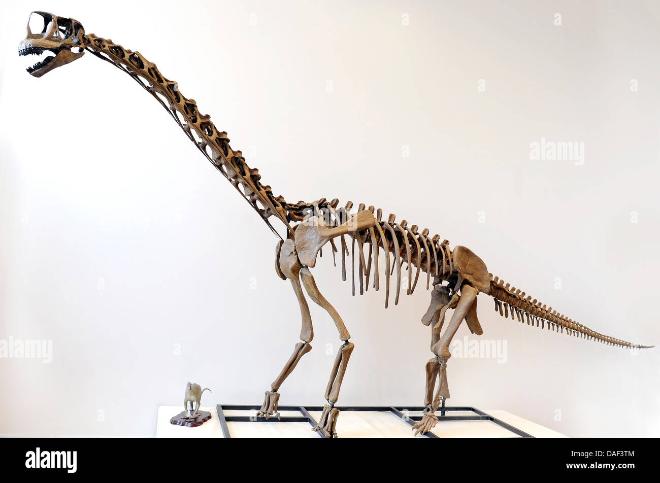 A lifesize skeleton replica of a longnecked dinosaur is displayed