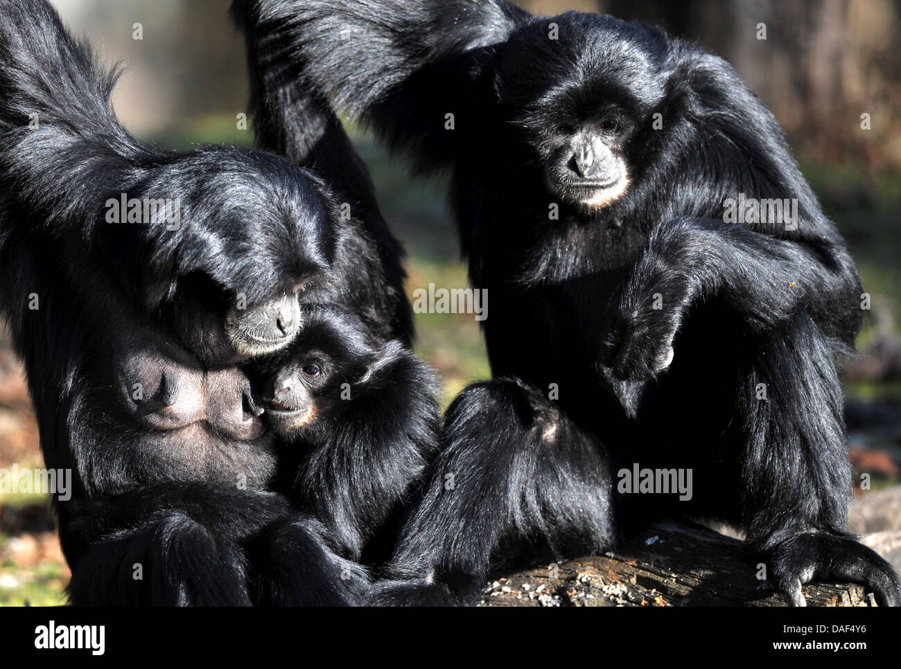 A siamang family sits in the sun in Hellabrunn animal park in Munich, Germany, 02 December 2011. The siamang is the largest of the gibbons. Photo: Frank Leonhardt Stock Photo