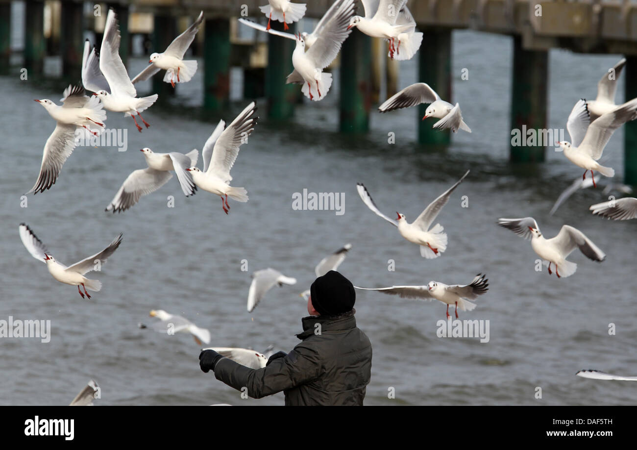 A man feeds seagulls in Kuehlungsborn at the Baltic Sea, Germany, 09 February 2011. Photo: Bernd Wuestneck Stock Photo
