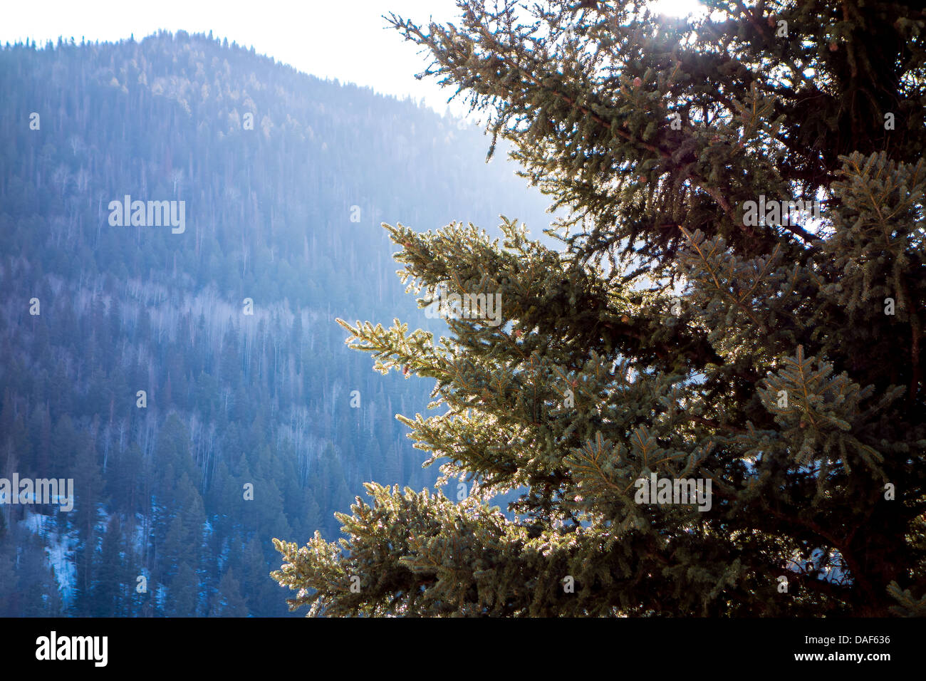 Telluride, Colorado, CO, Pine Tree, Mountain, Snow, Sunlight, Green, Blue, Light Stock Photo