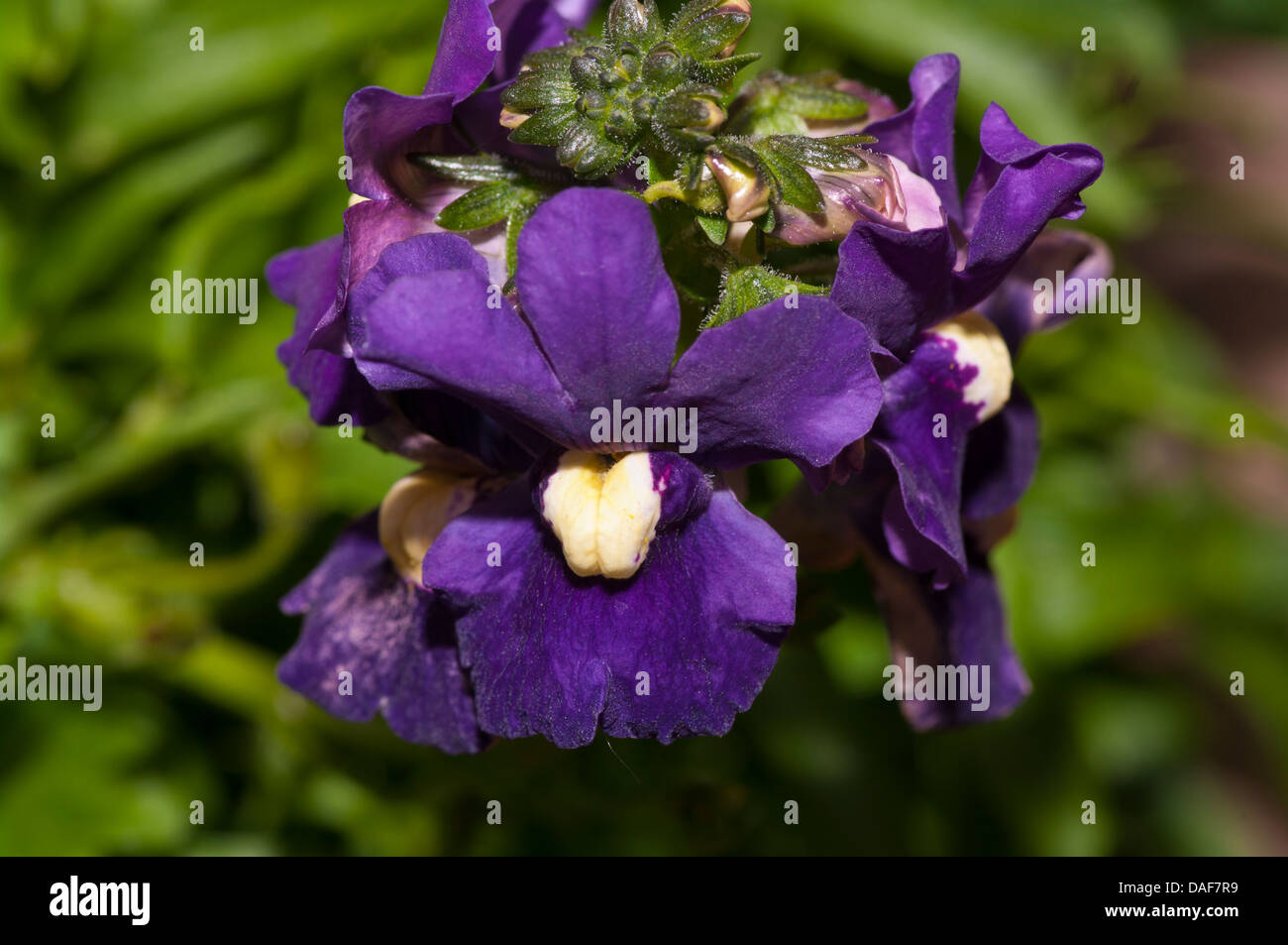 Summer Uk Bedding Plants Blue Nemesia Stock Photo
