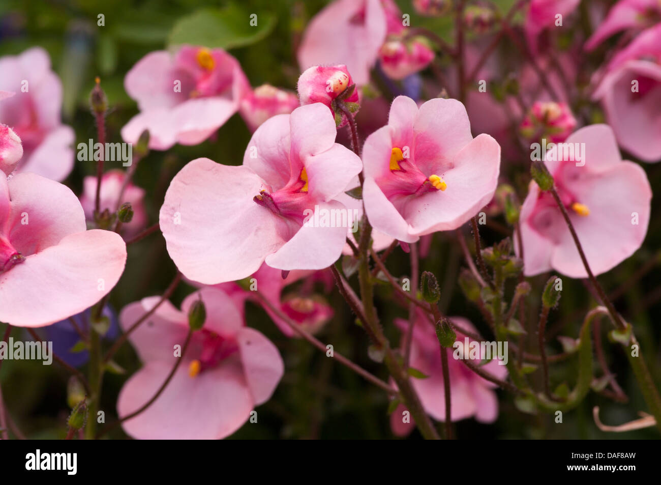 Summer Uk Bedding Plants Pink Nemesia Stock Photo