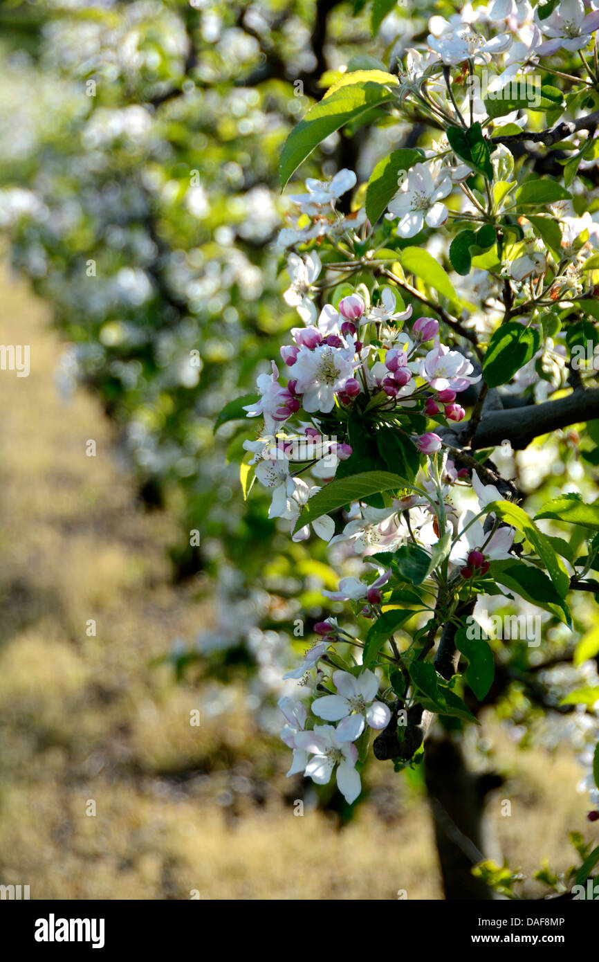 Apple blossom tree in Springtime.  Auvergne. France Stock Photo
