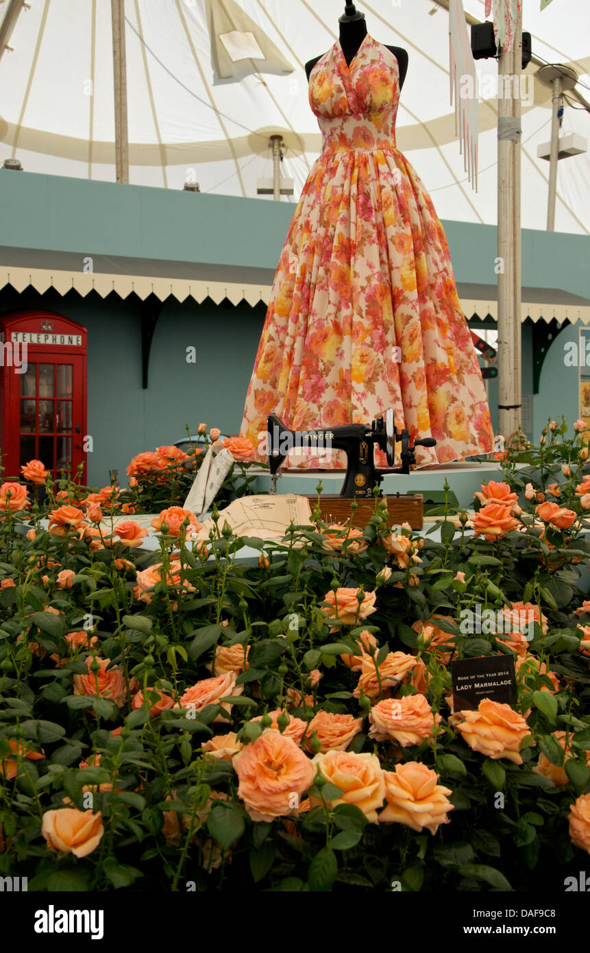 Rose of the Year 2014, Lady Marmalade (Harkness Roses) forms part of a  vintage display at RHS Hampton Court Palace Flower Show Stock Photo - Alamy
