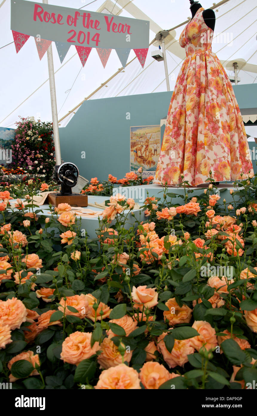 Rose of the Year 2014, Lady Marmalade (Harkness Roses) forms part of a vintage display at RHS Hampton Court Palace Flower Show Stock Photo