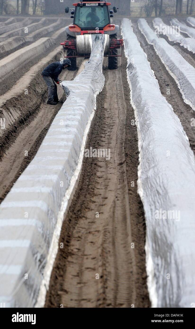 Harvest helpers cover the asparagus fields with insulation sheeting at