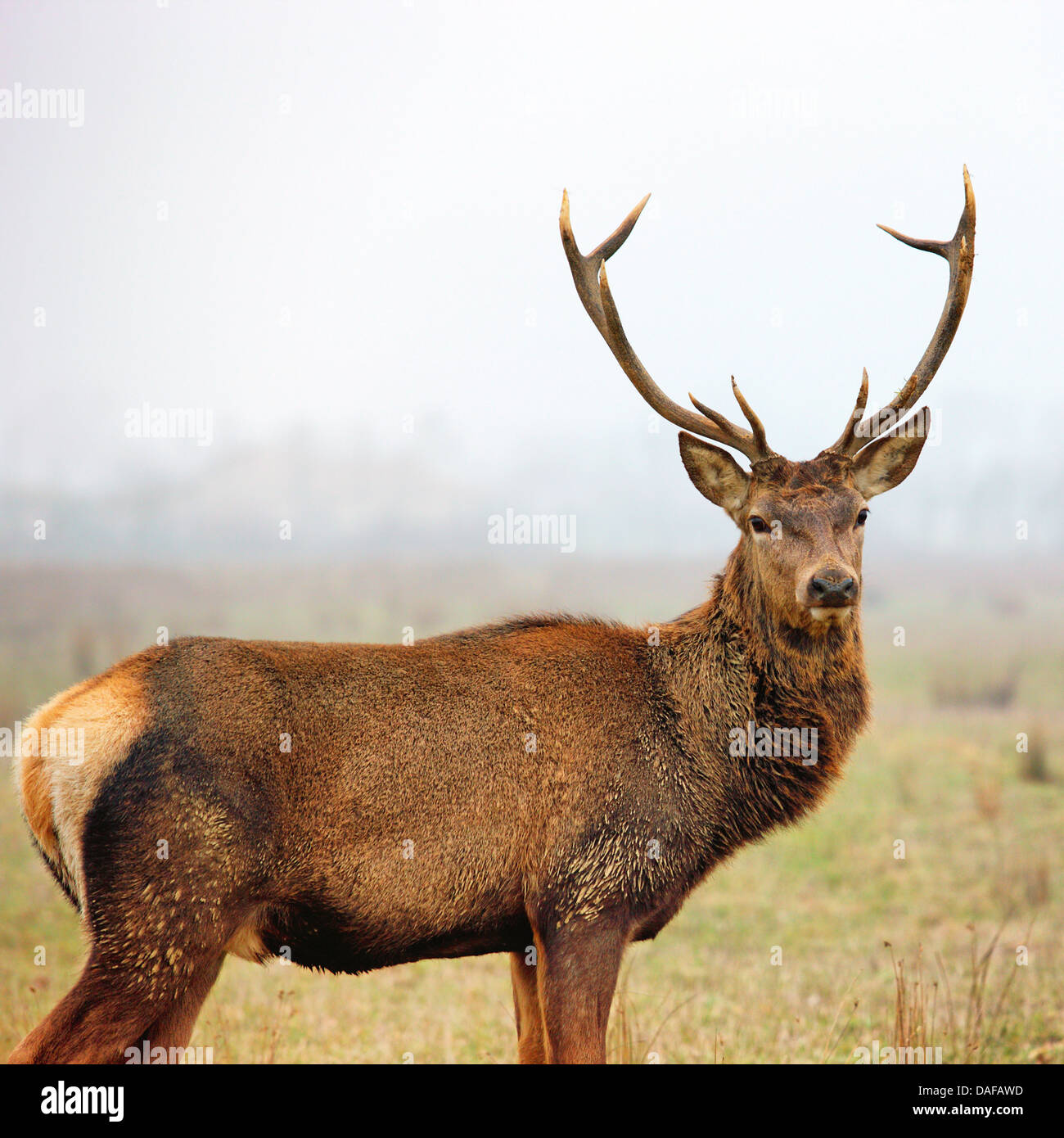 Beautiful image of red deer stag in forest landscape of foggy misty Stock Photo