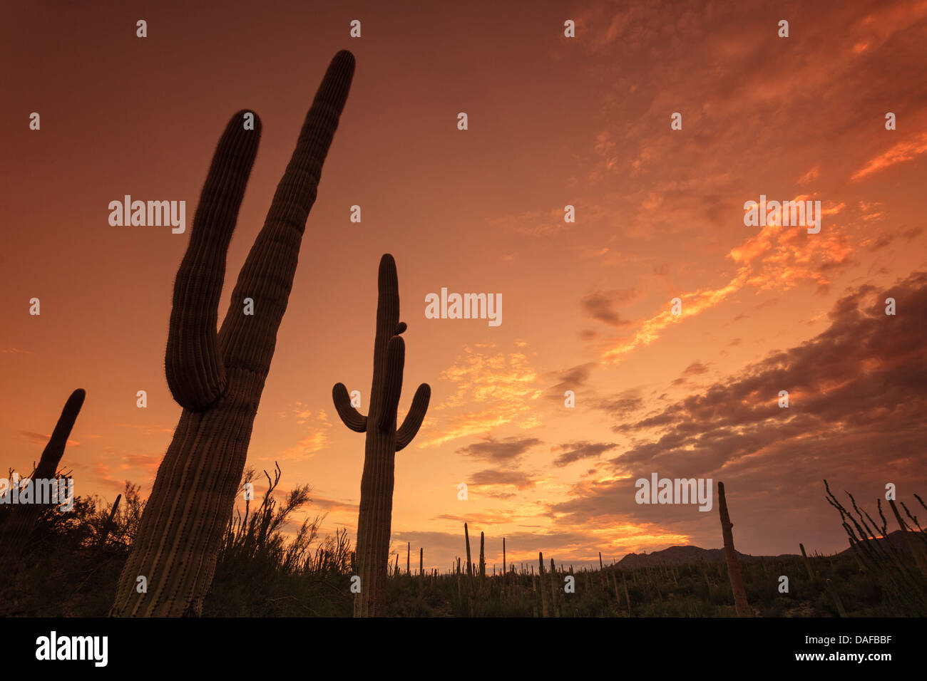 USA, Arizona, Tucson, Saguaro National Park Stock Photo