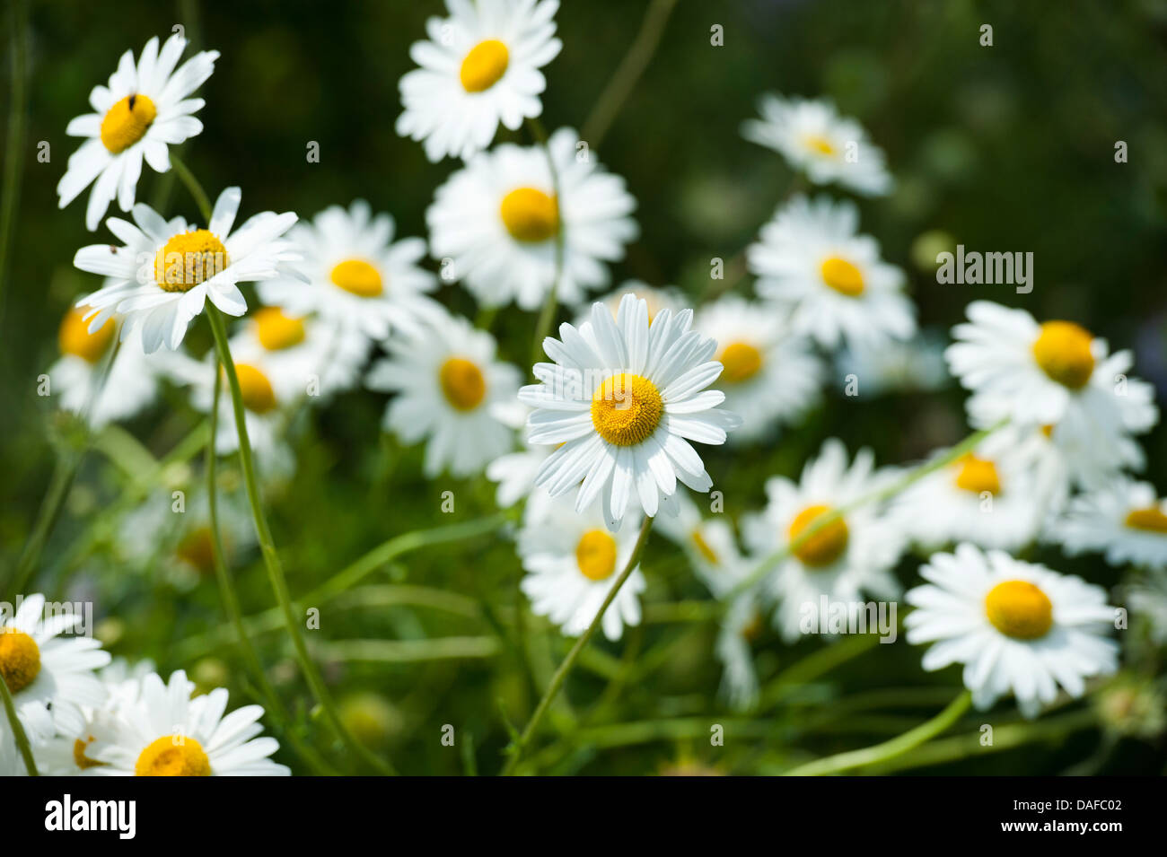 large daisies in bright sunlight Stock Photo Alamy