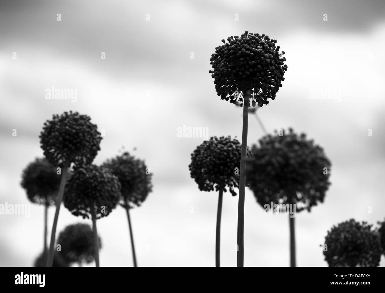 Allium flower heads Black and White Stock Photos & Images - Alamy
