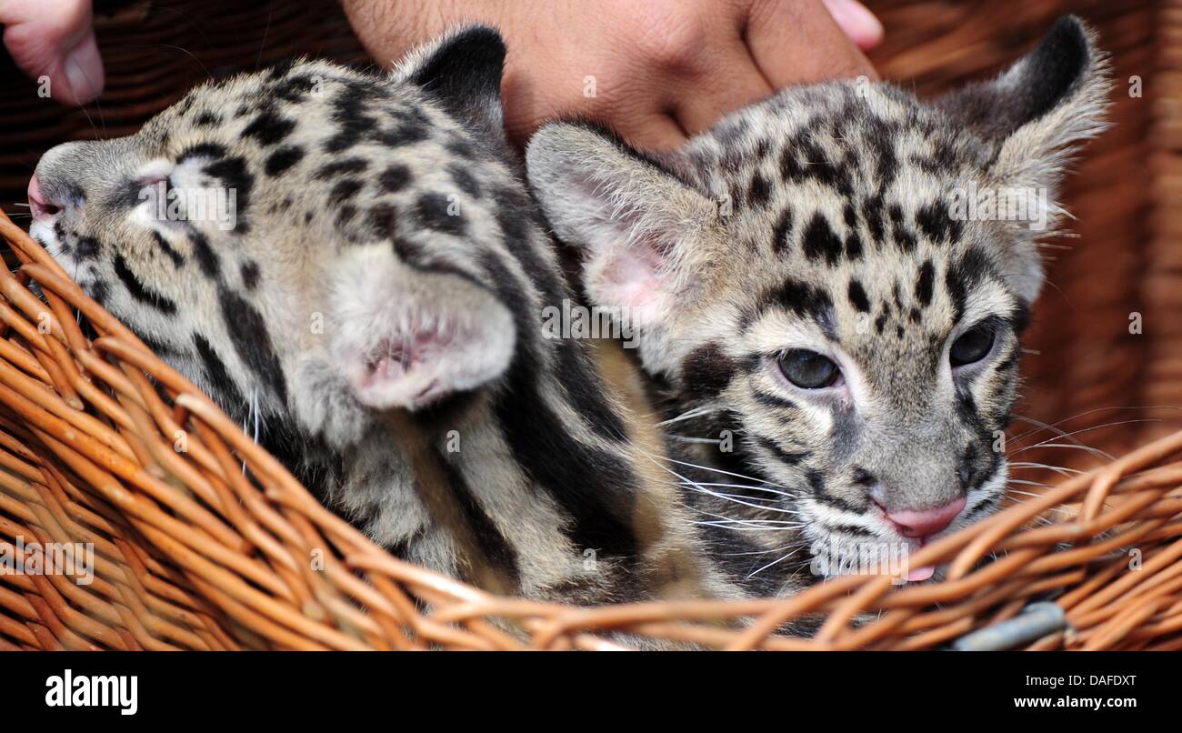 Berlin Germany. 12th July 2013. Clouded leopard twins Kaito and