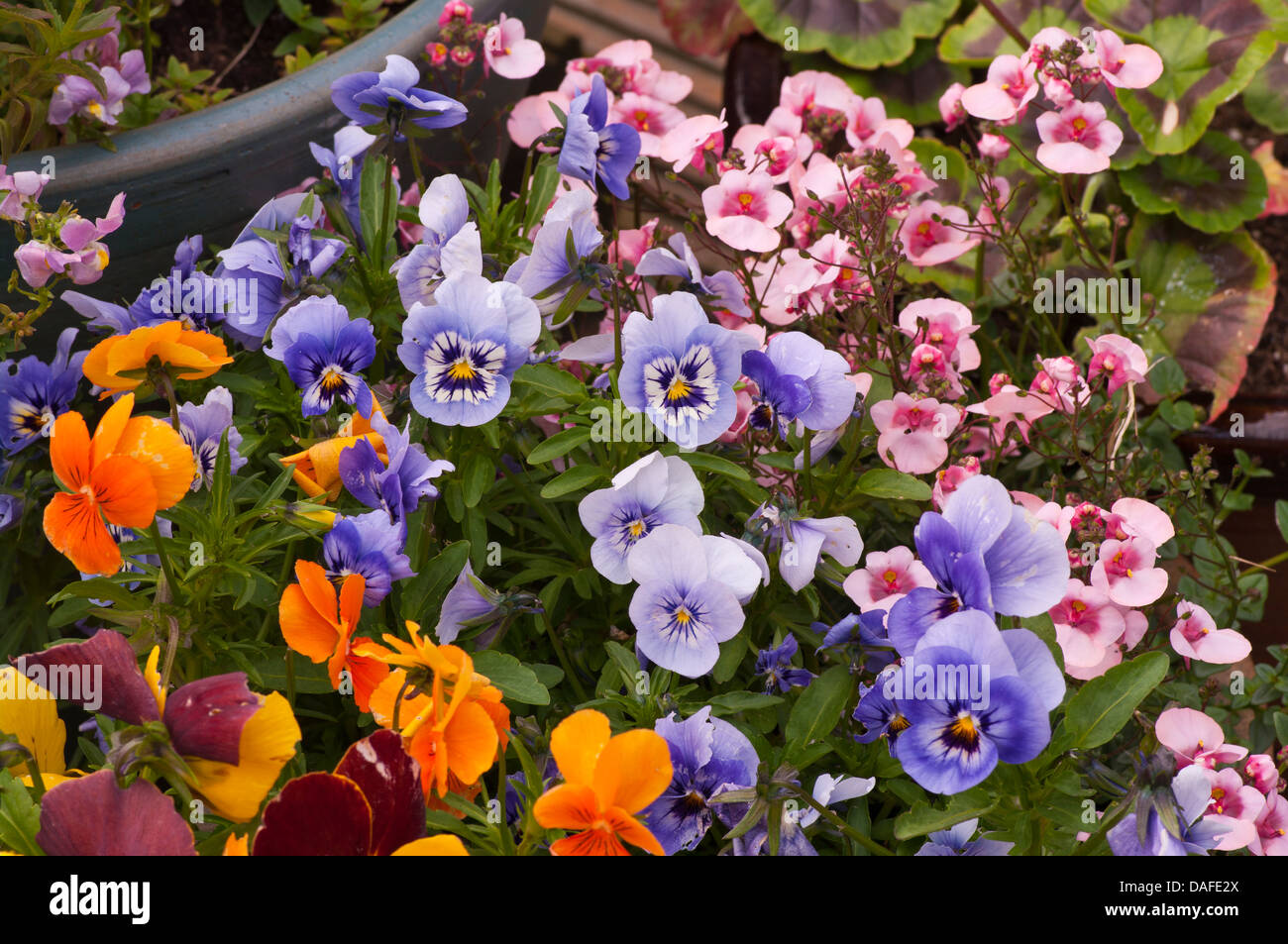 Uk Summer Bedding Plants Violas and Nemesia Stock Photo Alamy