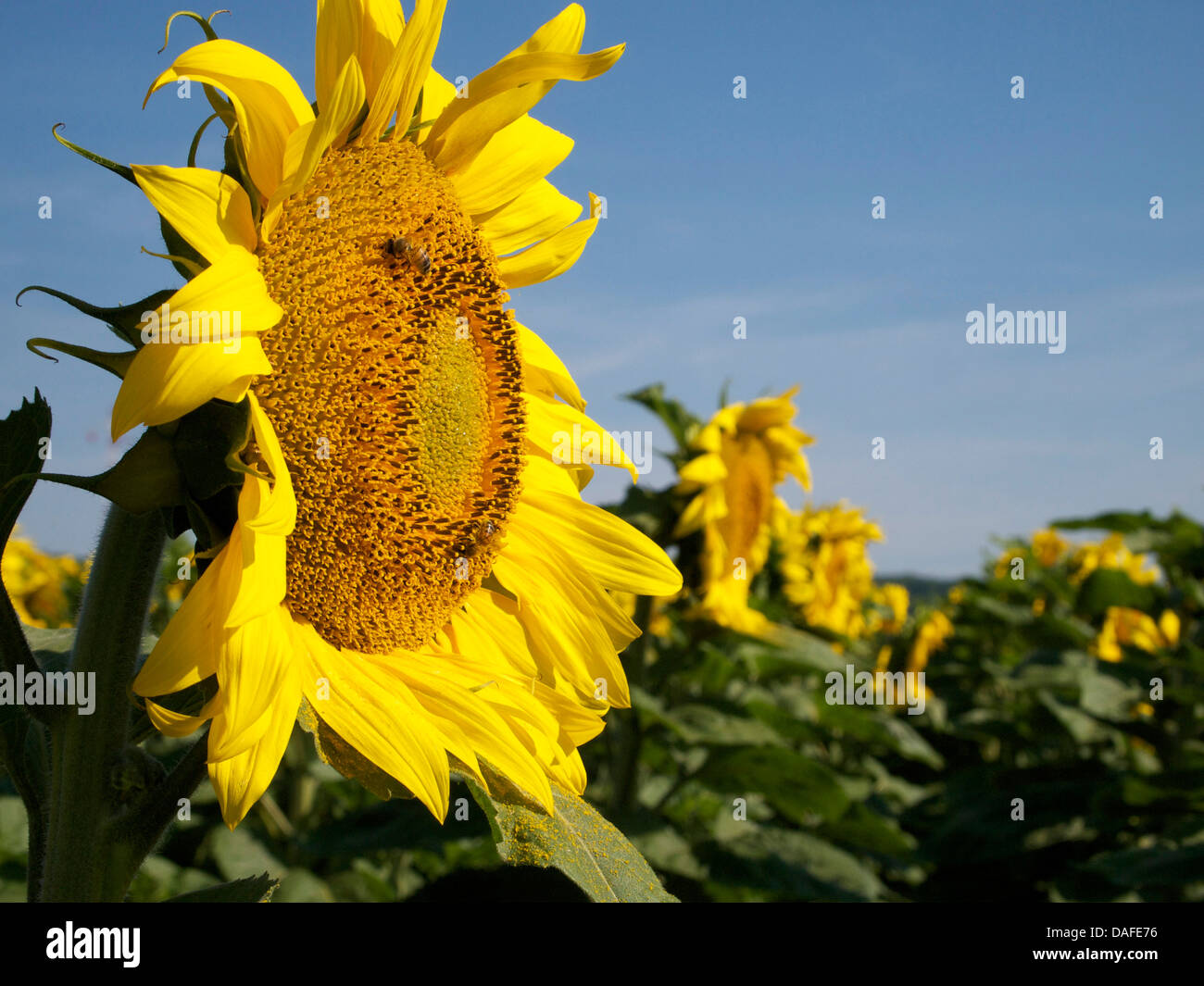 Close up blossom hi-res stock photography and images - Alamy