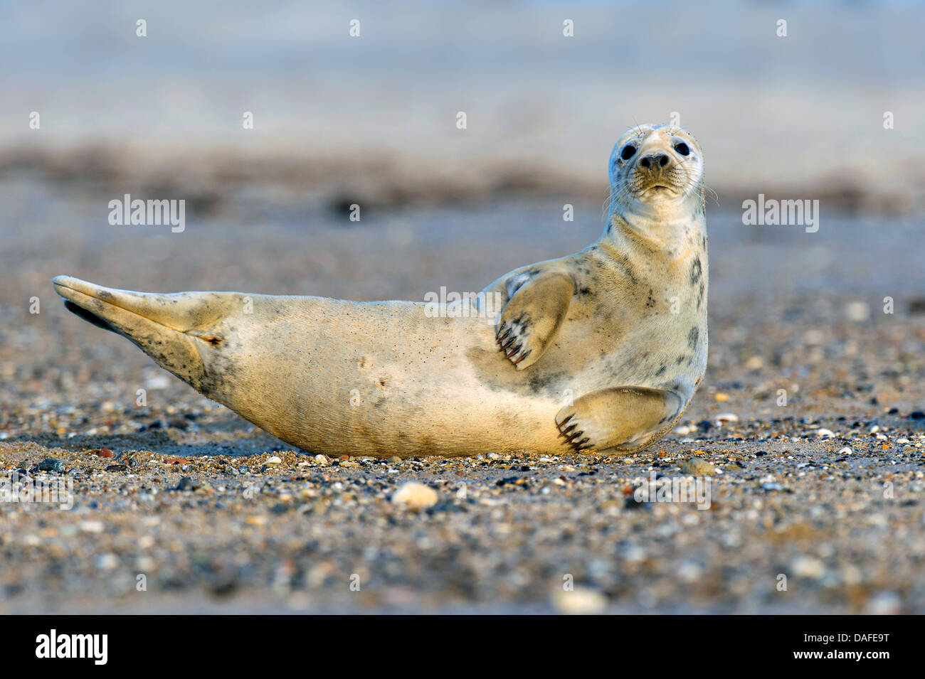 gray seal (Halichoerus grypus), looking into camera, Germany, Schleswig-Holstein, Heligoland Stock Photo
