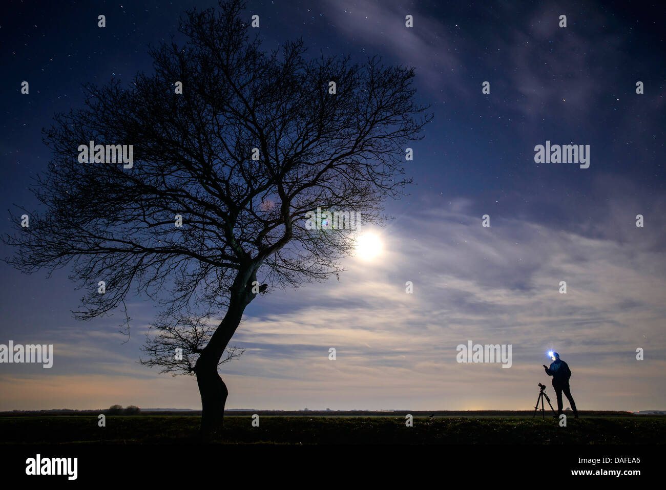 single tree and photographer in moonlight Stock Photo