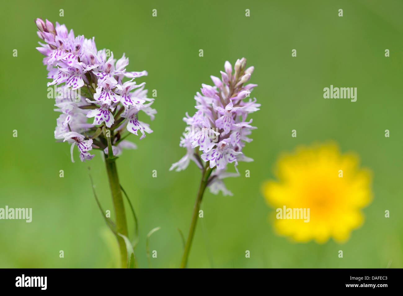 heath spotted orchid (Dactylorhiza maculata s.l.), inflorescences, Germany Stock Photo