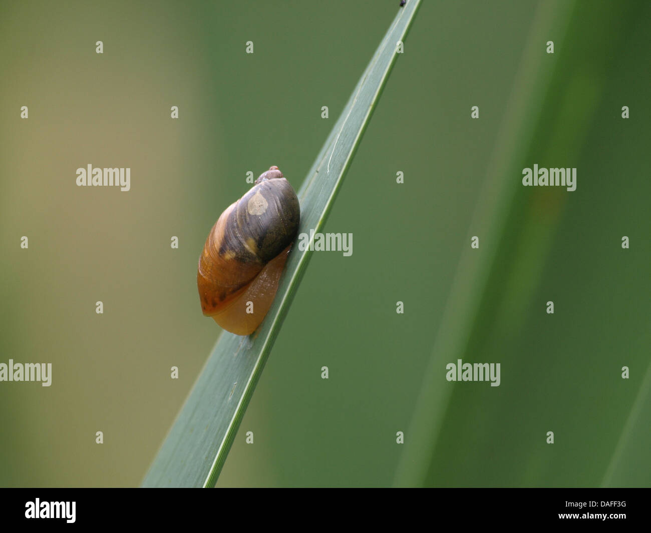 small, air-breathing land snail / Succinea putris / Gemeine Bernsteinschnecke Stock Photo
