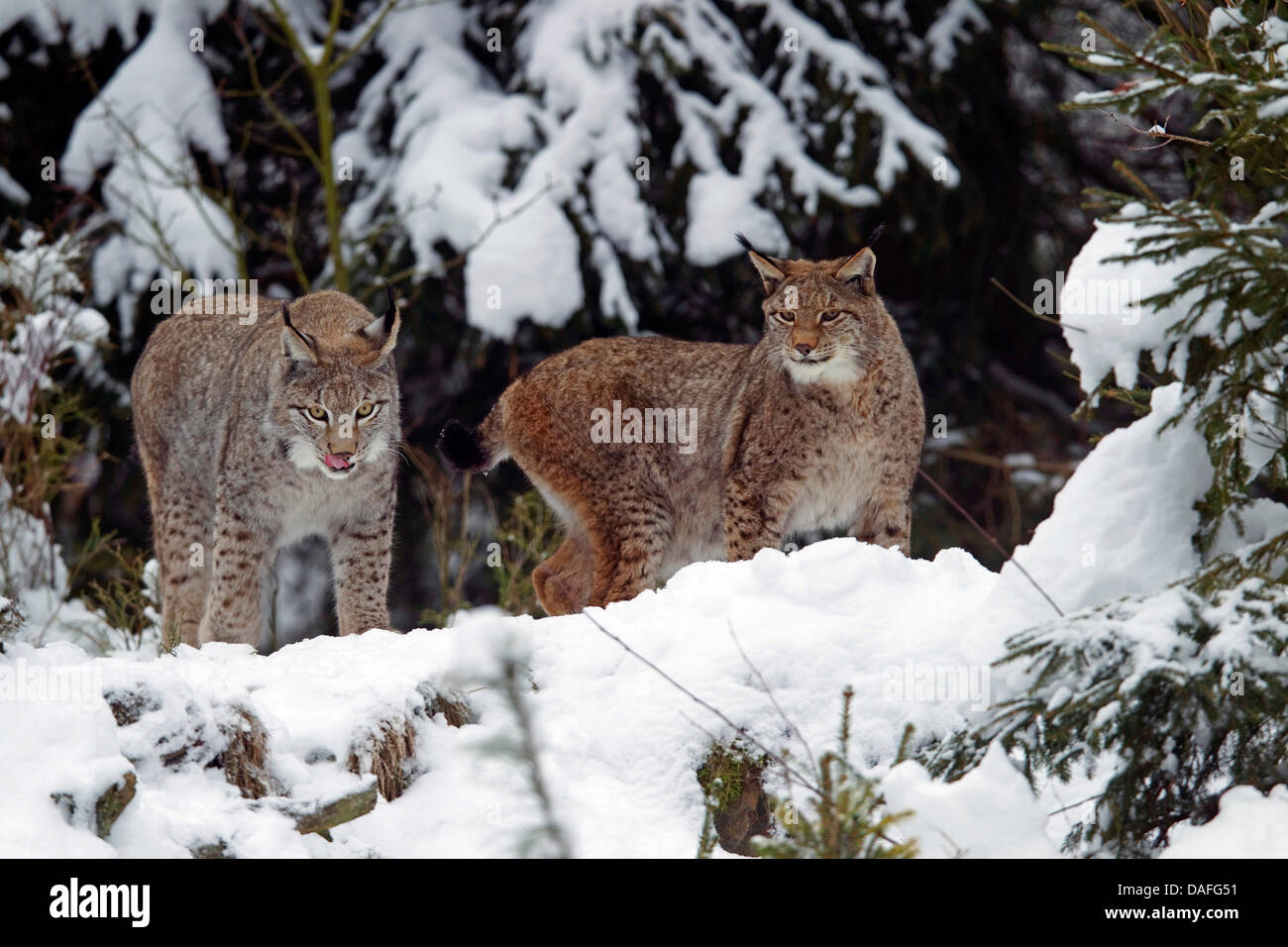 Eurasian lynx (Lynx lynx), two lynxes in a winter forest, Sweden Stock ... Biology Diagrams