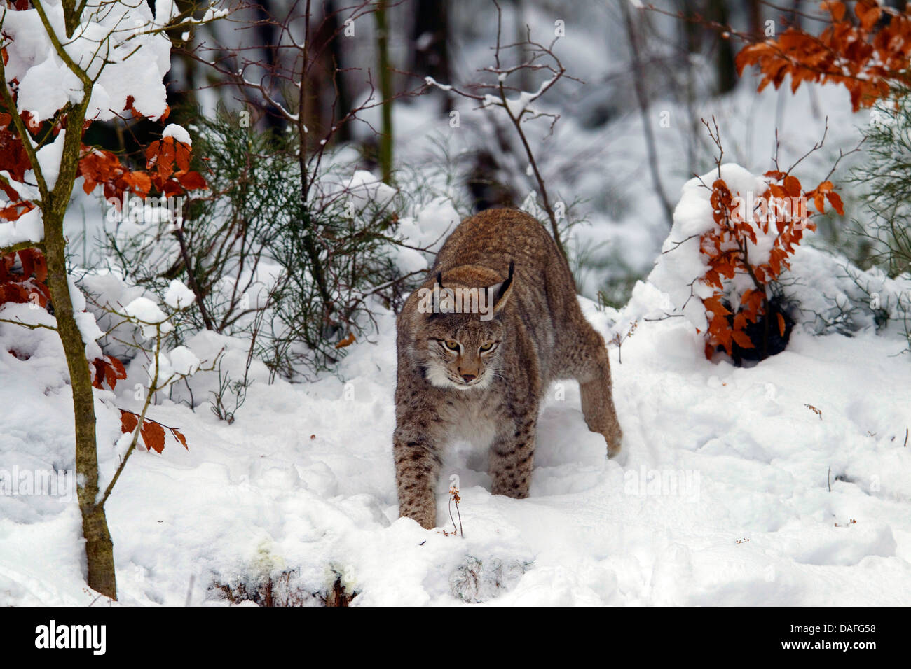 Eurasian lynx (Lynx lynx), in winter forest, Sweden Stock Photo - Alamy