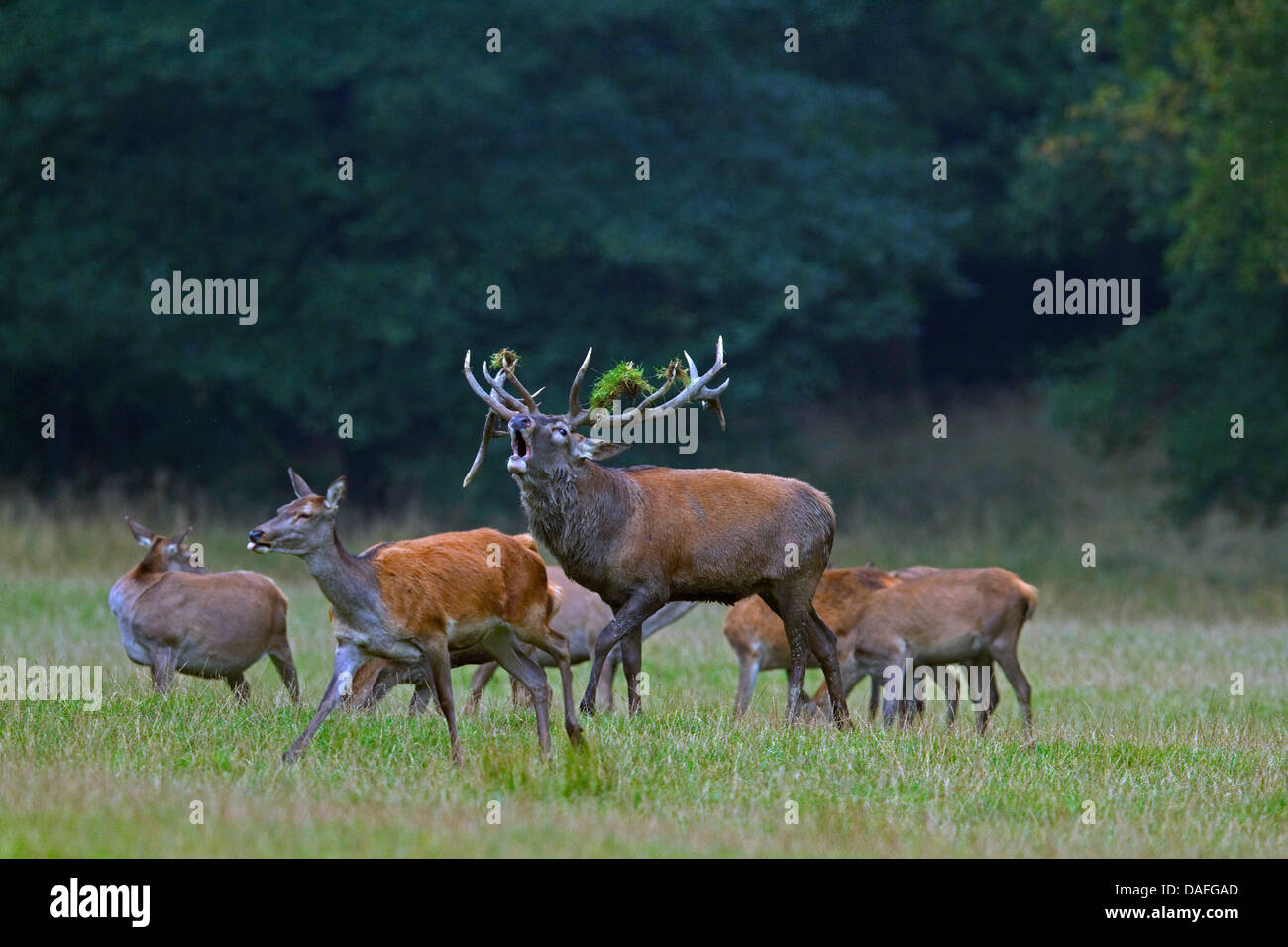red deer (Cervus elaphus), roaring dominant male standing with his pack at a clearing, Germany, North Rhine-Westphalia, Sauerland Stock Photo