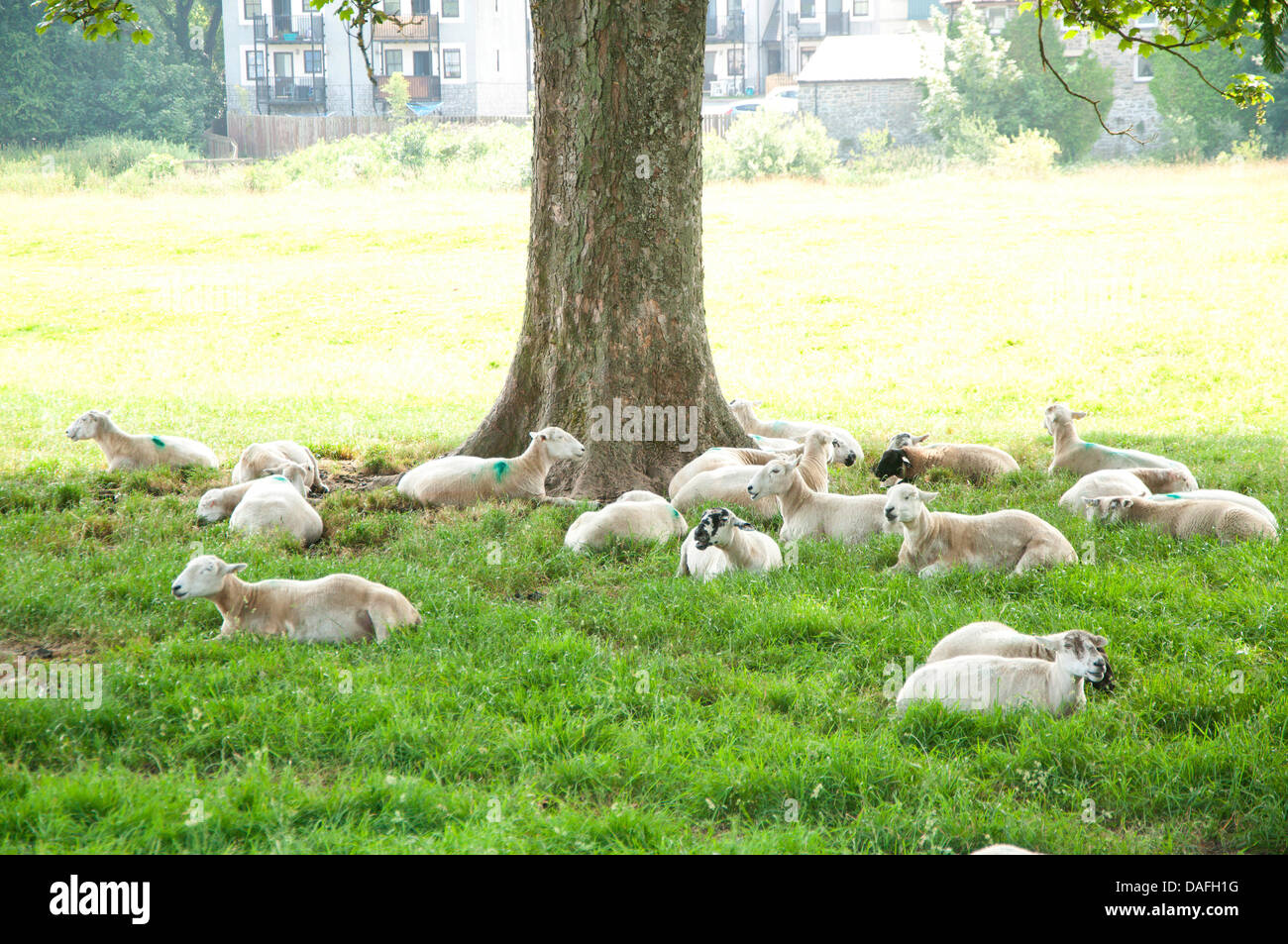 Builth Wells, Powys, UK. 12th July 2013. Sheep find welcome shelter from the blazing sun and oppressive heat under a solitary tree. Temperatures in Mid Wales rose to 28deg Celsius this morning. There are thunderstorms forecast this evening for Mid Wales and The Brecon Beacons National Park. Photo credit: Graham M. Lawrence/Alamy Live News Stock Photo