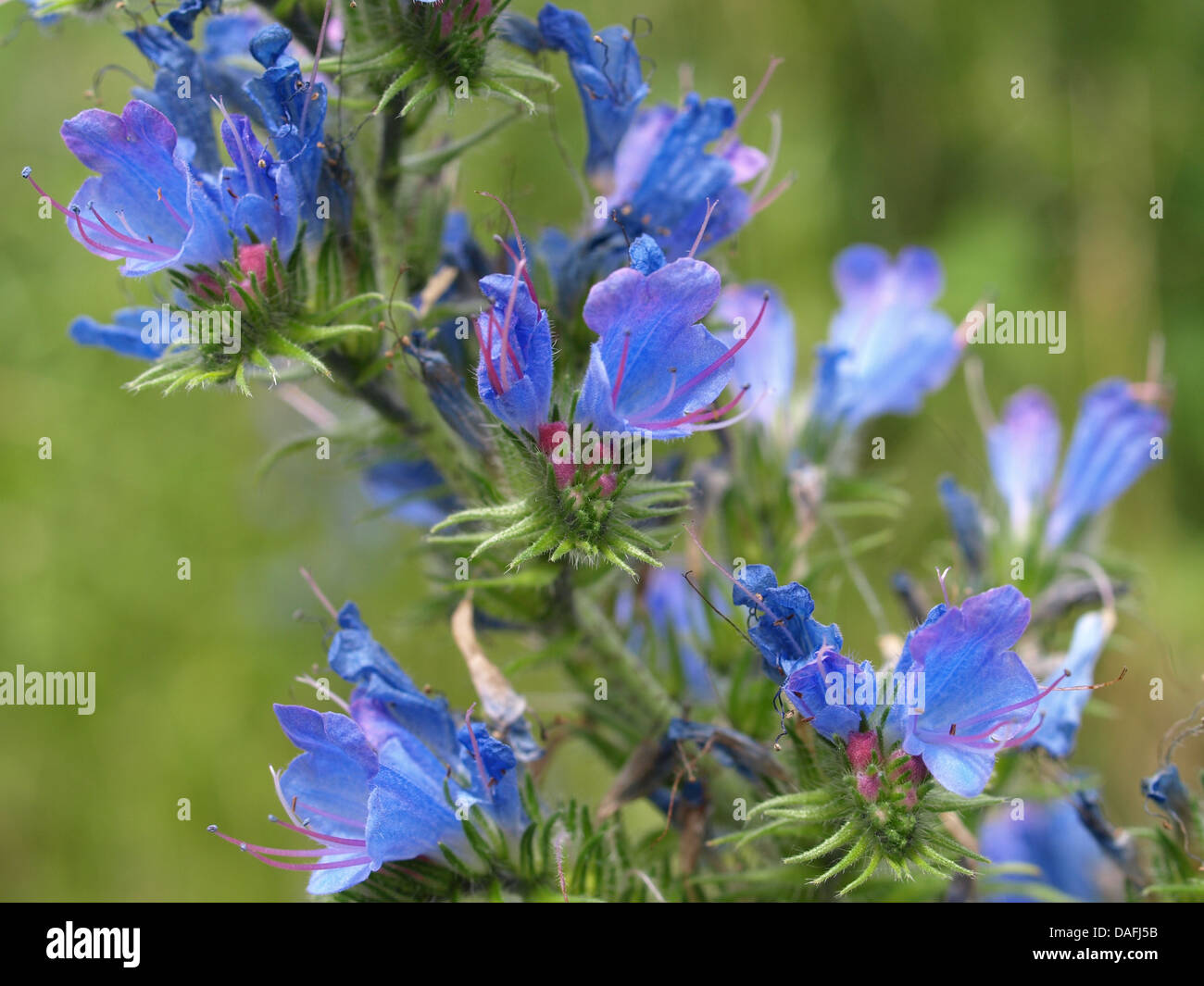 Viper´s bugloss / Echium vulgare / Gewöhnlicher Natternkopf Stock Photo