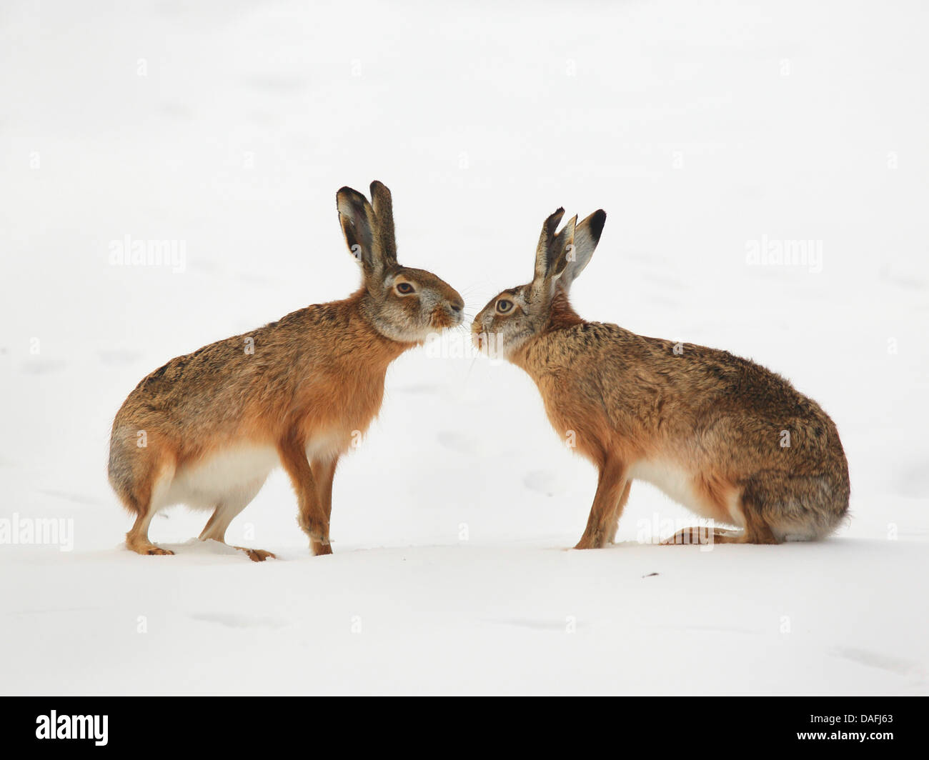 European hare, Brown hare (Lepus europaeus), two hares in snow  nosing at each other, Austria, Burgenland Stock Photo
