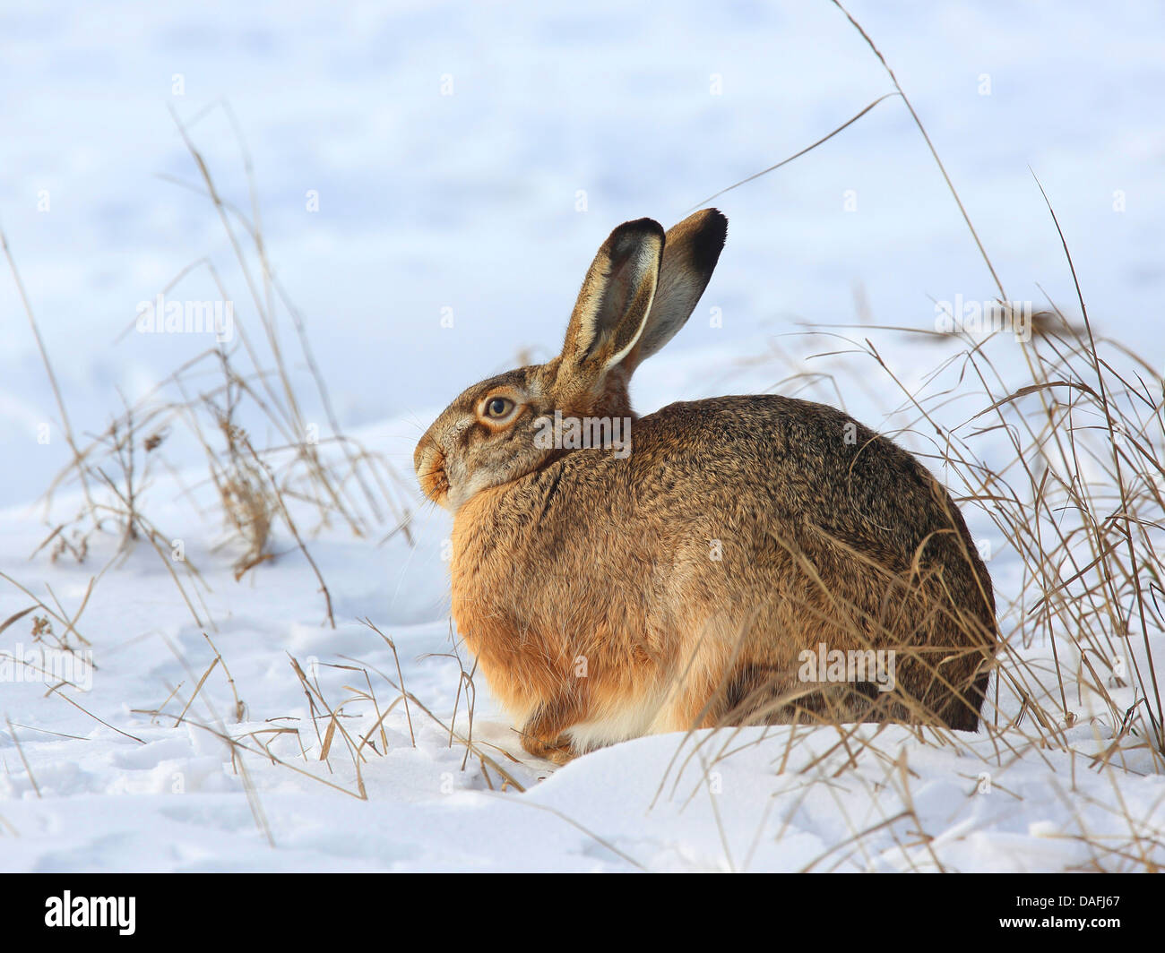 European hare, Brown hare (Lepus europaeus), sitting on snow, Austria, Burgenland Stock Photo