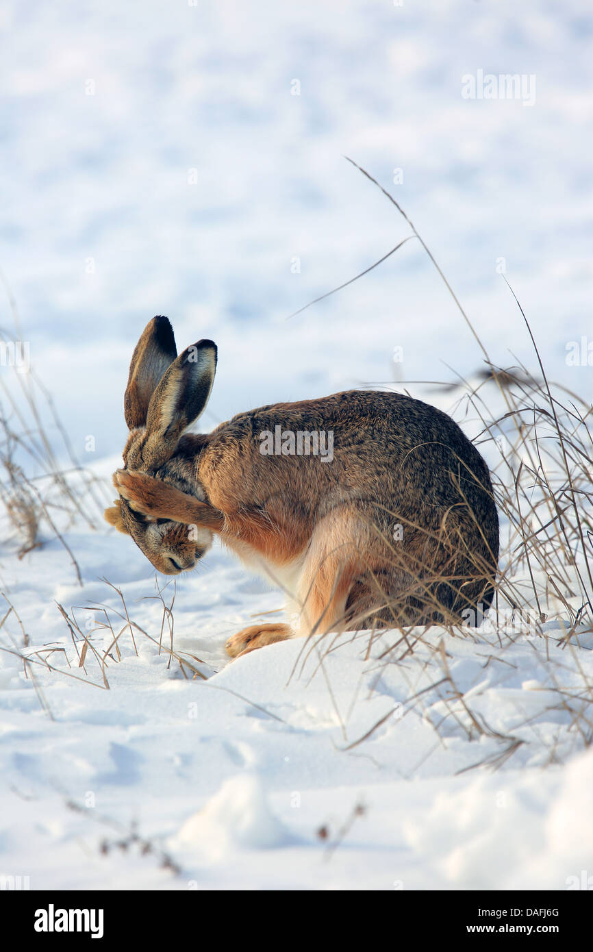 European hare, Brown hare (Lepus europaeus), sitting in the snow grooming, Austria, Burgenland Stock Photo