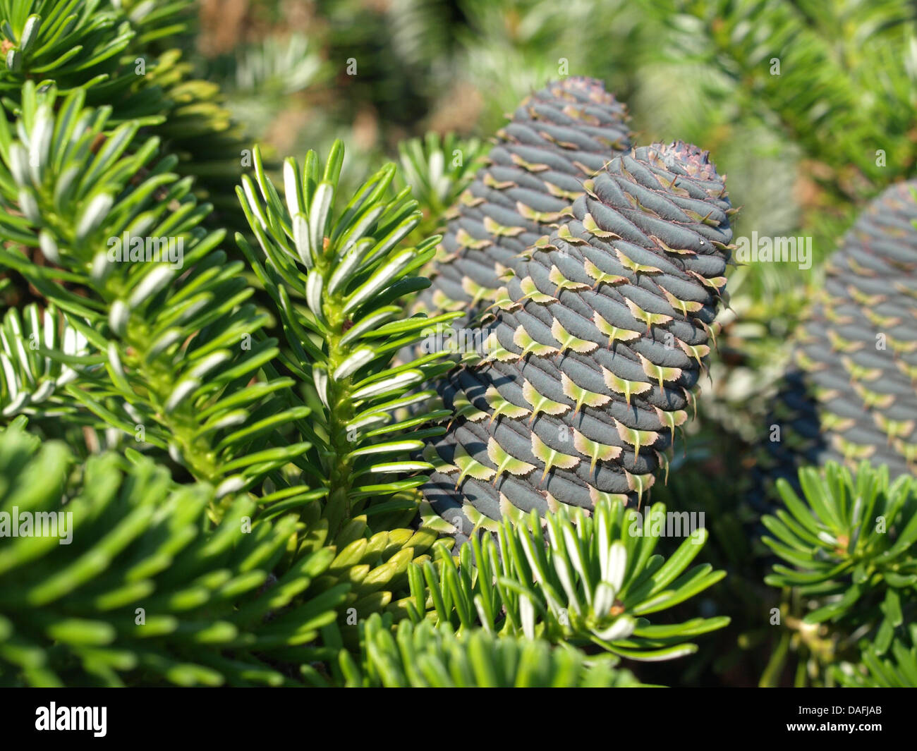 Korean fir with cones / Abies koreana / Koreatanne mit Zapfen Stock Photo