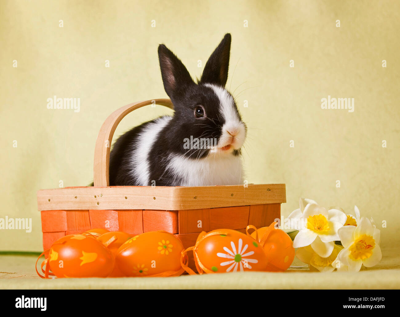 dwarf rabbit (Oryctolagus cuniculus f. domestica), with Dutchmanstaim sitting in an Easter