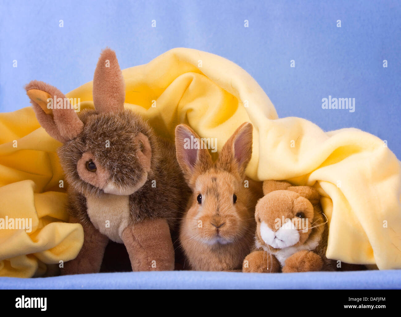 domestic rabbit (Oryctolagus cuniculus f. domestica), cuddling with two ...
