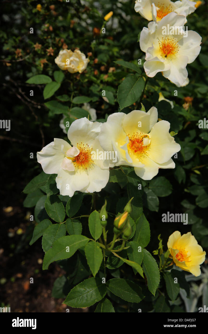 Golden wings rose hi-res stock photography and images - Alamy