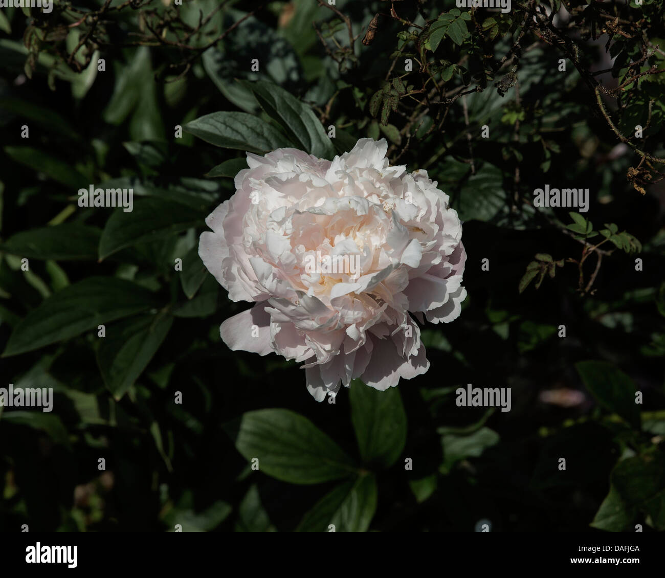 Peony Pillow Talk Stock Photo 58121514 Alamy