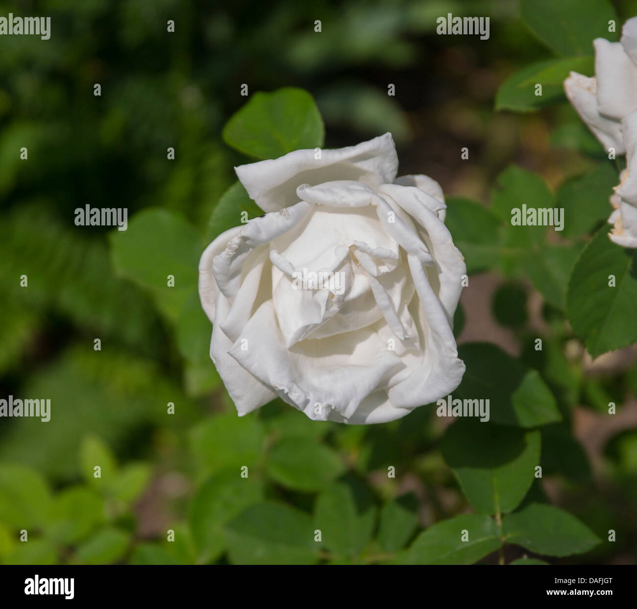 Frau Karl Druschki, a white thornless perpetual hybrid rose. Stock Photo